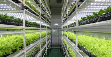 生物技術(shù)驅(qū)動(dòng)下的中國(guó)植物工廠(chǎng) 從追趕到引領(lǐng)的綠色革命